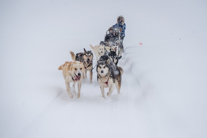 Alaskan Dog Sledding Tour in Fairbanks - Photo 1 of 5